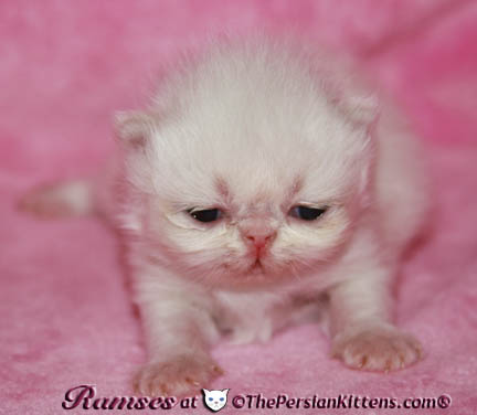 persian kittens