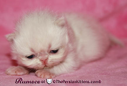persian kittens