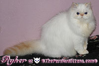 long hair exotic flame point persian himalayan