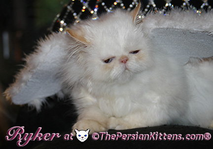 persian kittens