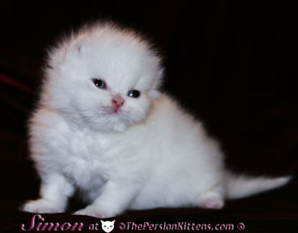 pictures of persian kittens