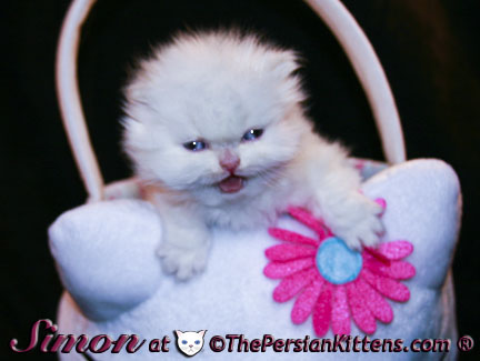 pictures of persian kittens