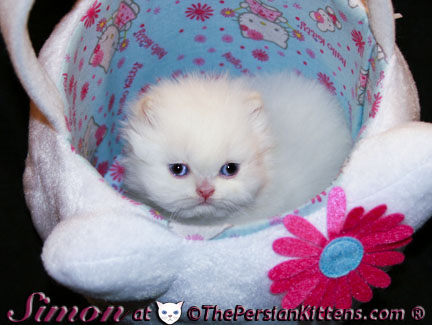 pictures of persian kittens