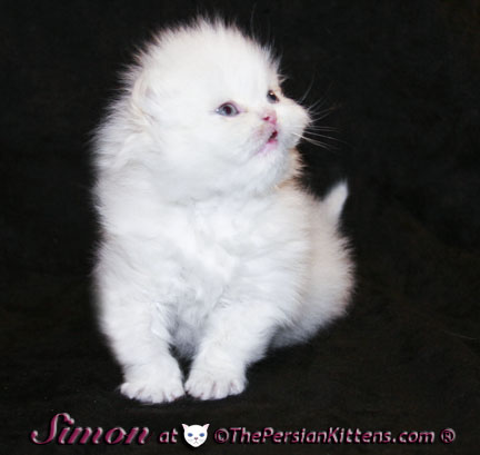 pictures of persian kittens