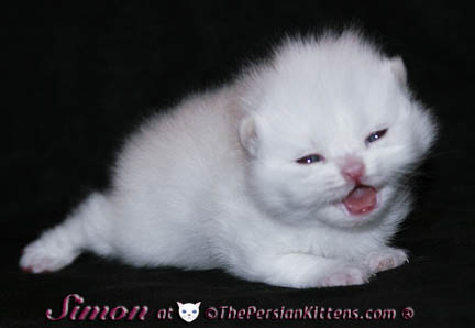 pictures of persian kittens