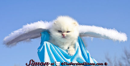 pictures of persian kittens