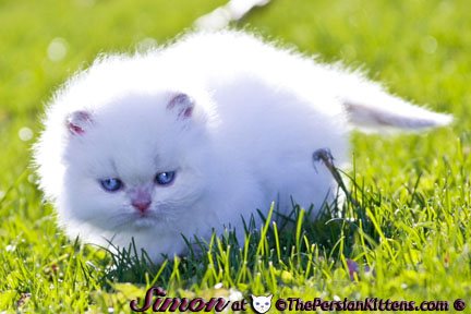 pictures of persian kittens