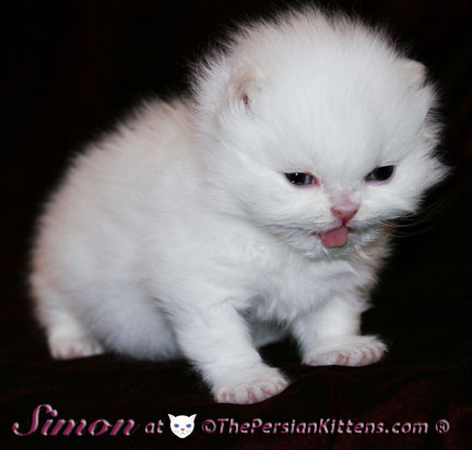 pictures of persian kittens