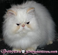 cream point persian himalayan