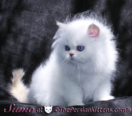 Persian Kittens Image