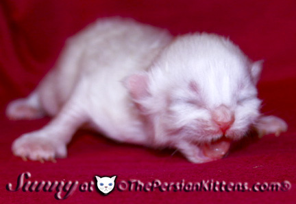 cream point persian kittens