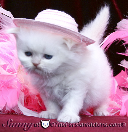 cream point persian kittens