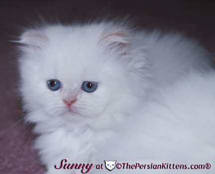 cream point persian kittens