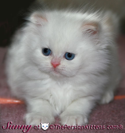 cream point persian kittens