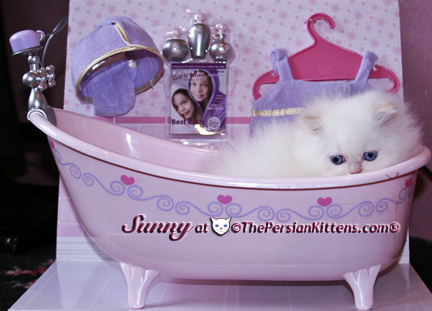 cream point persian kittens