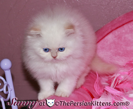 cream point persian kittens