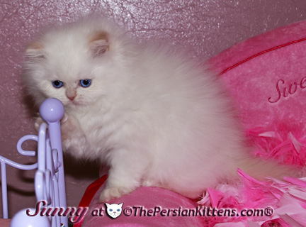 cream point persian kittens
