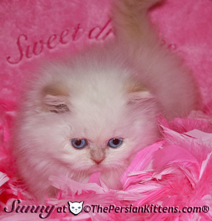 cream point persian kittens