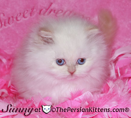 cream point persian kittens