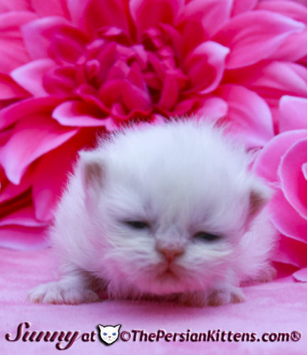 cream point persian kittens