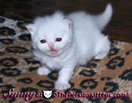 cream point persian kittens