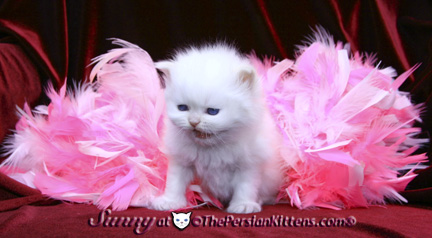 cream point persian kittens