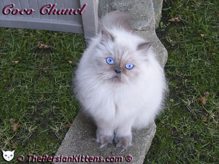 persian kittens